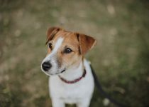 jack-russel-terrier-pic2